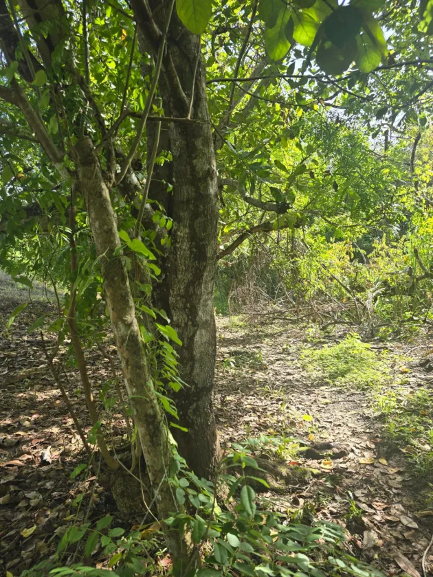 LOT FOR SALE IN SAN CARLOS