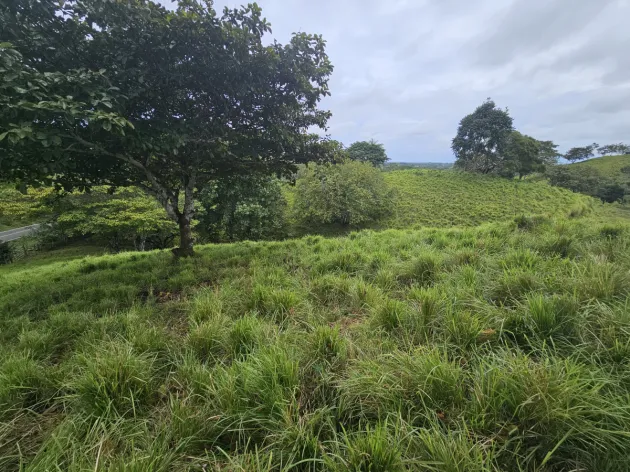 Land Sale in Pedasí, Minutes from Playa Venao