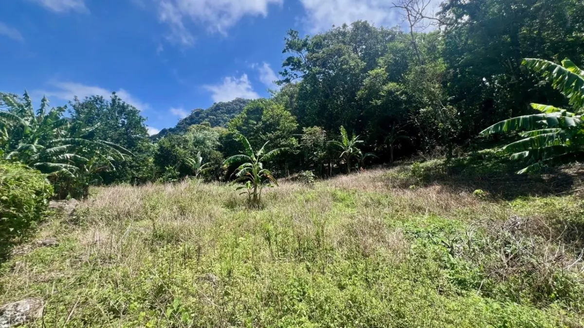 LARGE MOUNTAIN LAND IN LA LAGUNA