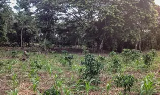 Terreno de 5.791 m² en venta en Toabré, Cocle.