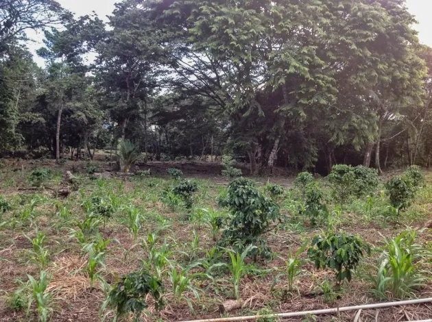 5,791 m² Lot for Sale in Toabré, Cocle