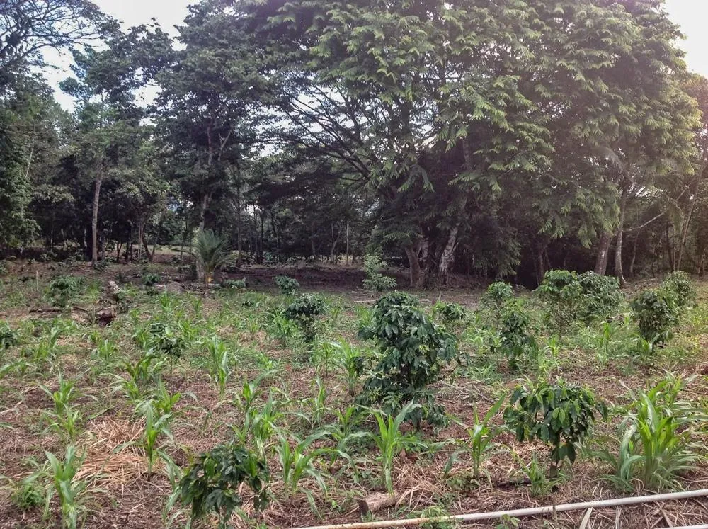 Terreno de 5.791 m² en venta en Toabré, Cocle.