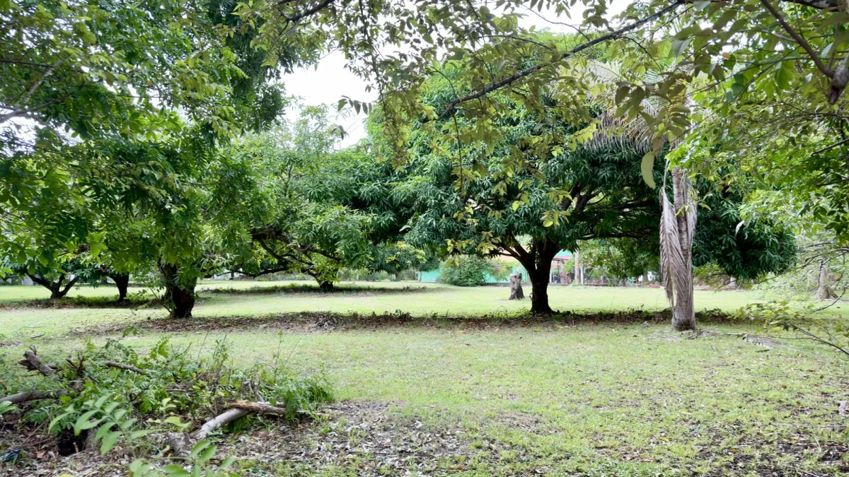 Land for sale in Gorgona