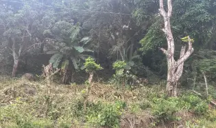 Terreno de 4 hectáreas en venta en Veracruz, Panamá
