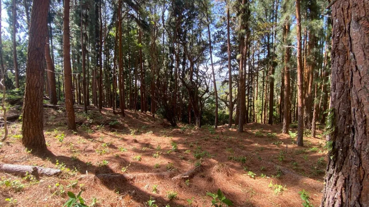 LARGE LAND WITH MOUNTAIN VIEWS