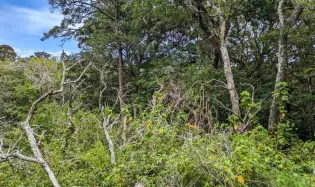 4,330 m² Lot for Sale in Palmira, Boquete