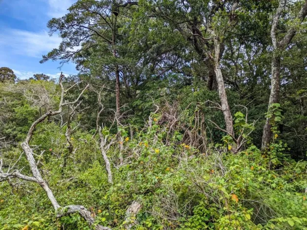 4,330 m² Lot for Sale in Palmira, Boquete