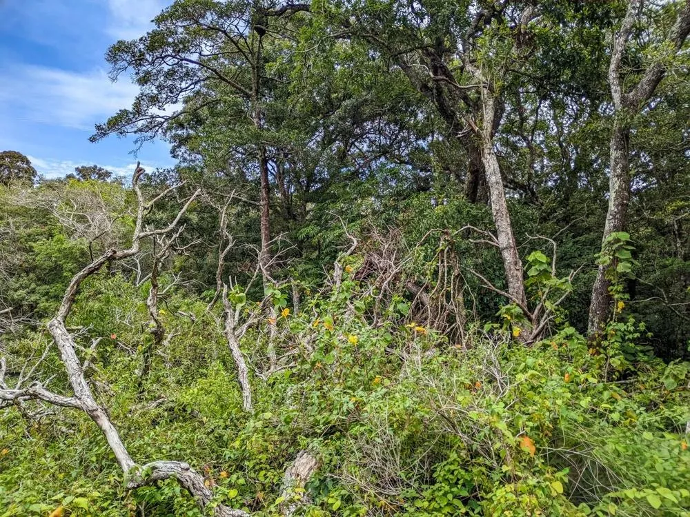 Terreno de 4.330 m² en Venta en Palmira, Boquete