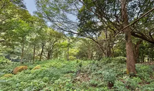 Amplio Lote para Casa de Montaña en Altos del María
