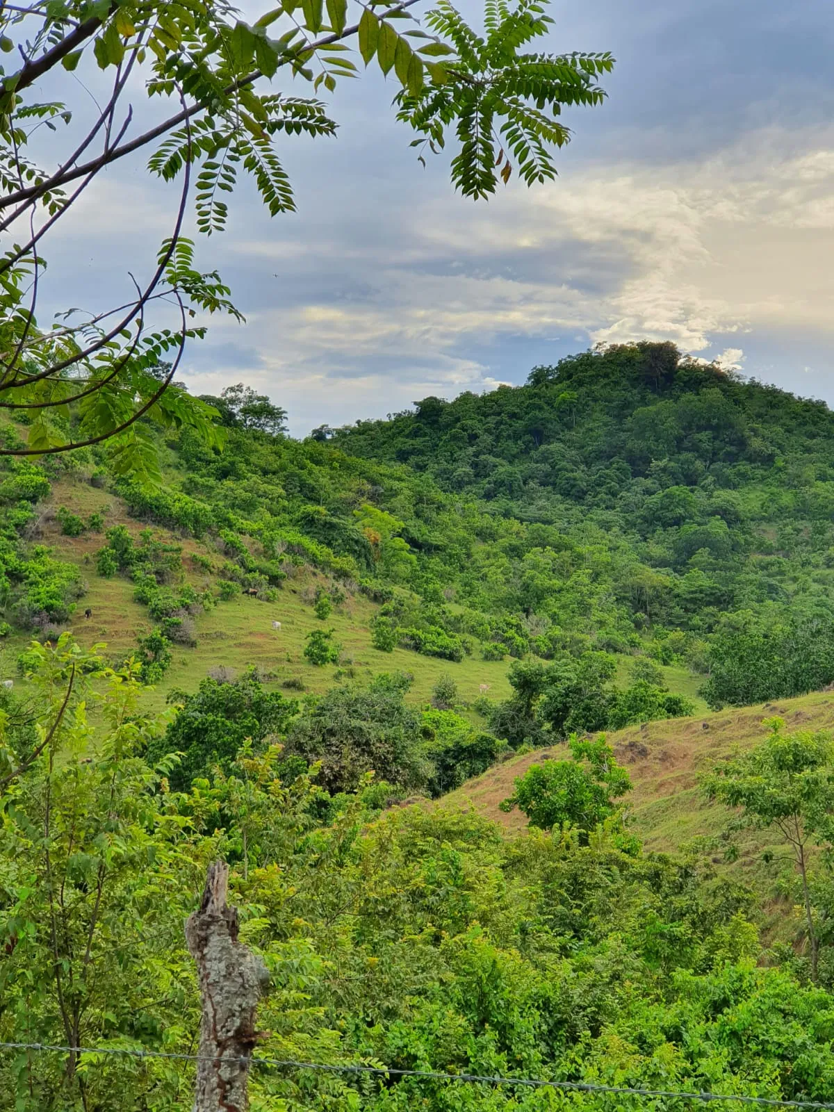 Venta de Finca ganadera en Peña Blanca, Las Tablas