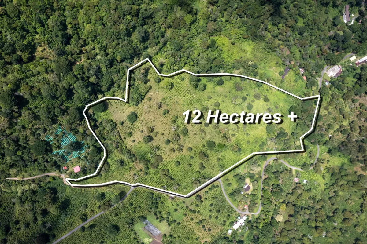 12 plus - Ha Producing Coffee Farm in Boquete