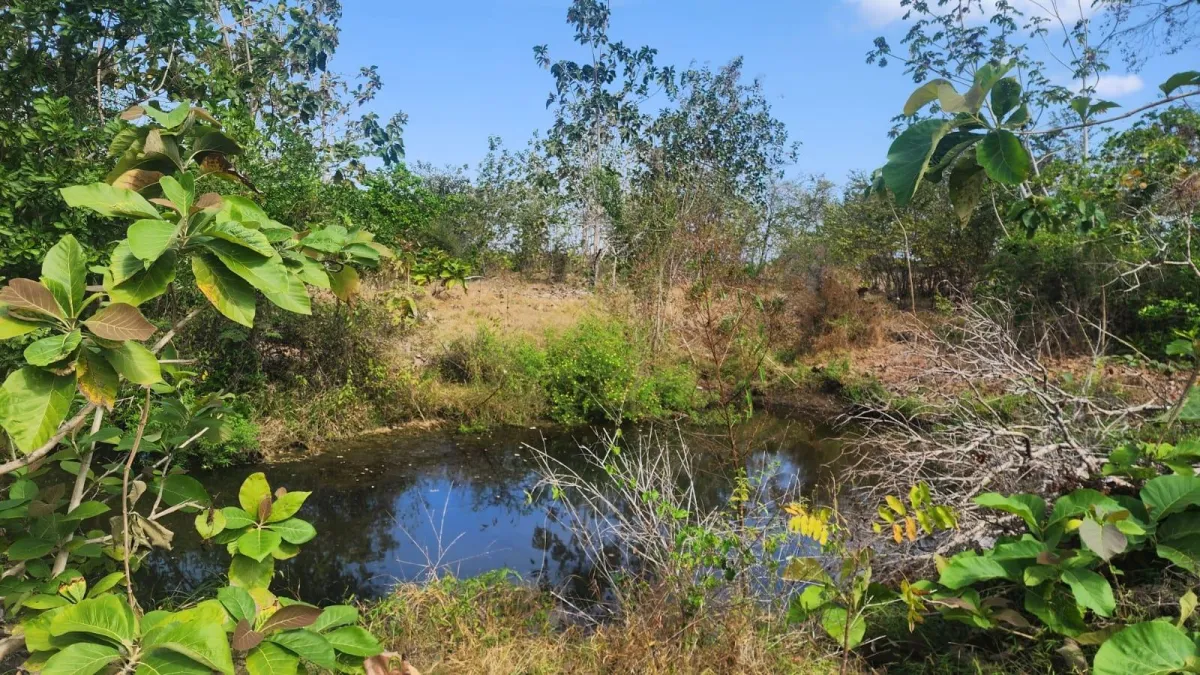 Land for Sale: 15.5 Hectares, Pocrí / Paritilla