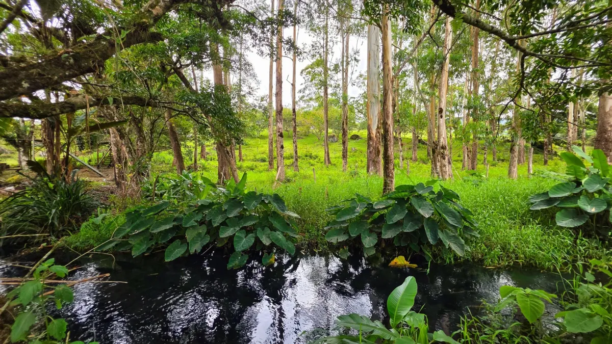 Experience the Peace of Volcán | Land with a Natural Creek