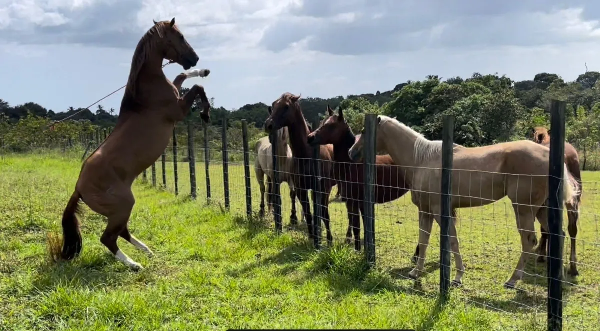 Beautiful 4.5 ha farm in El Chirú, Antón