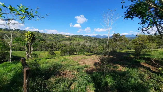 Finca Agrícola en Venta en Renacimiento, Monte Lirio, Palmarito.