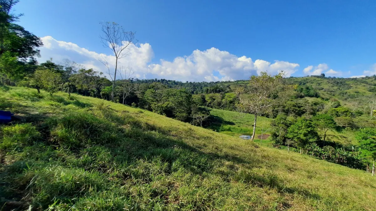 Productive Farm of 20.5 Hectares with Living Water