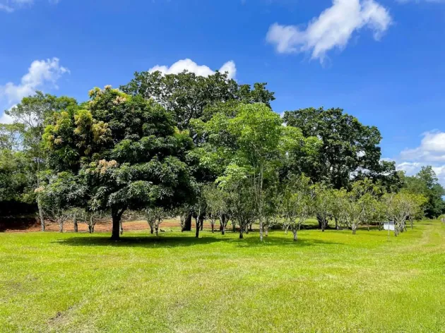 Land for Sale in Potrerillos Abajo, Dolega
