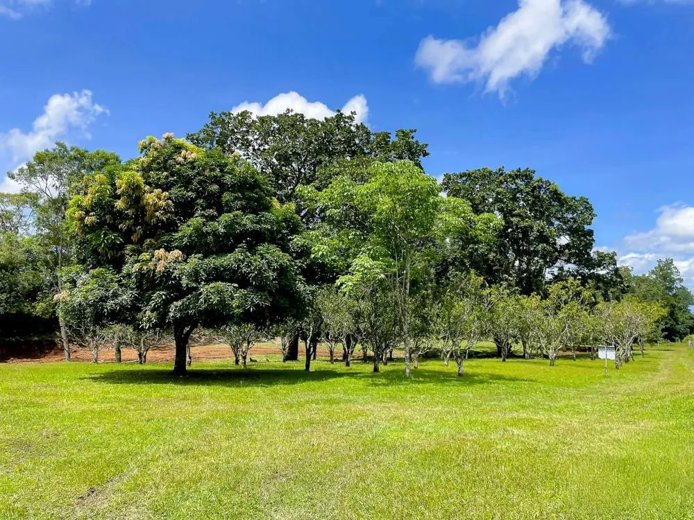 Land for Sale in Potrerillos Abajo, Dolega